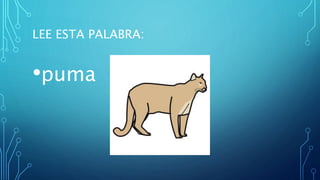 LEE ESTA PALABRA:
•puma
 