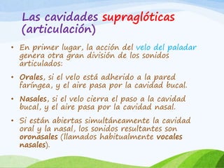 Las cavidades supraglóticas
(articulación)
• En primer lugar, la acción del velo del paladar
genera otra gran división de los sonidos
articulados:
• Orales, si el velo está adherido a la pared
faríngea, y el aire pasa por la cavidad bucal.
• Nasales, si el velo cierra el paso a la cavidad
bucal, y el aire pasa por la cavidad nasal.
• Si están abiertas simultáneamente la cavidad
oral y la nasal, los sonidos resultantes son
oronasales (llamados habitualmente vocales
nasales).

 
