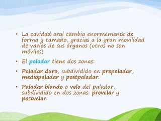 • La cavidad oral cambia enormemente de
forma y tamaño, gracias a la gran movilidad
de varios de sus órganos (otros no son
móviles).
• El paladar tiene dos zonas:
• Paladar duro, subdividido en prepaladar,
mediopaladar y postpaladar.
• Paladar blando o velo del paladar,
subdividido en dos zonas: prevelar y
postvelar.

 