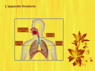 cavità nasali
bocca
polmone
destro
polmone
sinistro
laringe
trachea
L’apparato fonatorio
 