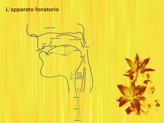 L’apparato fonatorio
 