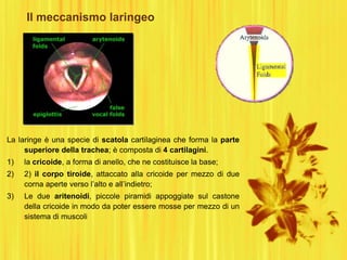 Il meccanismo laringeo
La laringe è una specie di scatola cartilaginea che forma la parte
superiore della trachea; è composta di 4 cartilagini.
1) la cricoide, a forma di anello, che ne costituisce la base;
2) 2) il corpo tiroide, attaccato alla cricoide per mezzo di due
corna aperte verso l‟alto e all‟indietro;
3) Le due aritenoidi, piccole piramidi appoggiate sul castone
della cricoide in modo da poter essere mosse per mezzo di un
sistema di muscoli
 