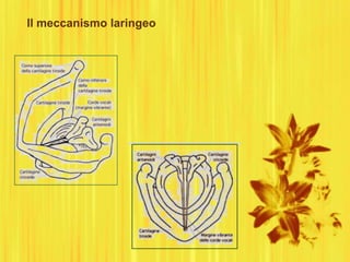Il meccanismo laringeo
 