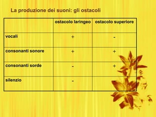 La produzione dei suoni: gli ostacoli
ostacolo laringeo ostacolo superiore
vocali + -
consonanti sonore + +
consonanti sorde - +
silenzio - -
 