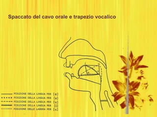 Spaccato del cavo orale e trapezio vocalico
 