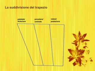 La suddivisione del trapezio
palatale/
Anteriore
prevelare/
centrale
velare/
posteriore
 