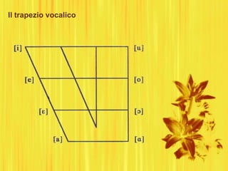 Il trapezio vocalico
 