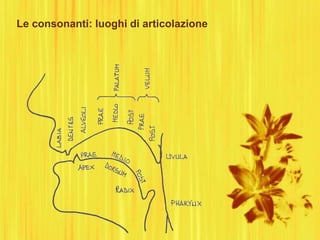 Le consonanti: luoghi di articolazione
 