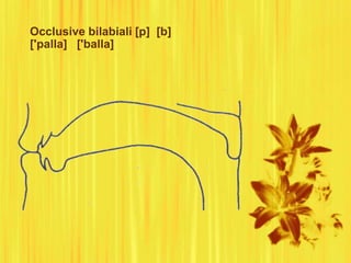 Occlusive bilabiali [p] [b]
['palla] ['balla]
 
