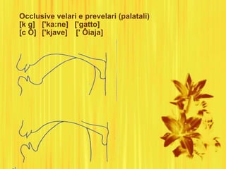 Occlusive velari e prevelari (palatali)
[k g] ['ka:ne] ['gatto]
[c Ô] ['kjave] [' Ôiaja]
 