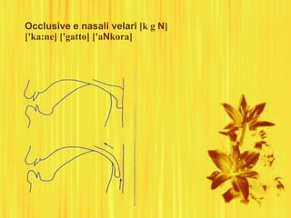 Occlusive e nasali velari [k g N]
['ka:ne] ['gatto] ['aNkora]
 