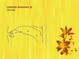Laterale alveolare [l]
['lu:na]
 