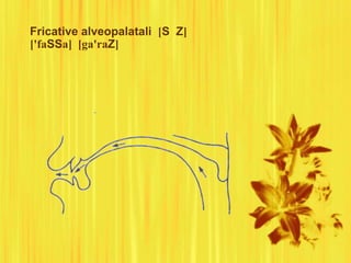 Fricative alveopalatali [S Z]
['faSSa] [ga'raZ]
 