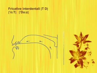 Fricative interdentali [T D]
['ti:T] ['Do:z]
 