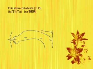 Fricative bilabiali [∏ B]
[la∏'i:∏a] [sa'BER]
 
