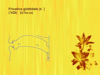 Fricativa glottidale [h ˙]
['hQt] [la'ha:sa]
 