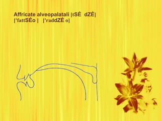 Affricate alveopalatali [tSÉ dZÉ]
['fattSÉo ] ['raddZÉ o]
 