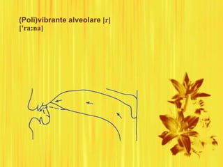 (Poli)vibrante alveolare [r]
['ra:na]
 
