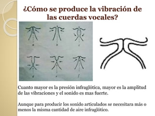 ¿Cómo se produce la vibración de
las cuerdas vocales?
Cuanto mayor es la presión infraglótica, mayor es la amplitud
de las vibraciones y el sonido es mas fuerte.
Aunque para producir los sonido articulados se necesitara más o
menos la misma cantidad de aire infraglótico.
 
