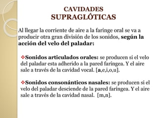 Sonidos articulados orales: se producen si el velo
del paladar esta adherido a la pared faríngea. Y el aire
sale a través de la cavidad vocal. [a,e,i,o,u].
Sonidos consonánticos nasales: se producen si el
velo del paladar desciende de la pared faríngea. Y el aire
sale a través de la cavidad nasal. [m,n].
Al llegar la corriente de aire a la faringe oral se va a
producir otra gran división de los sonidos, según la
acción del velo del paladar:
CAVIDADES
SUPRAGLÓTICAS
 