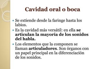Cavidad oral o boca
 Se extiende desde la faringe hasta los
labios.
 Es la cavidad más versátil: en ella se
articulan la mayoría de los sonidos
del habla.
 Los elementos que la componen se
llaman articuladores. Son órganos con
un papel principal en la diferenciación
de los sonidos.
 