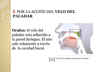 2. POR LA ACCIÓN DEL VELO DEL
PALADAR
Orales: el velo del
paladar esta adherido a
la pared faríngea. El aire
sale solamente a través
de la cavidad bucal.
 