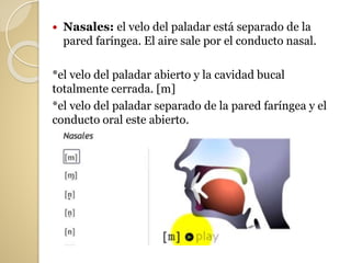  Nasales: el velo del paladar está separado de la
pared faríngea. El aire sale por el conducto nasal.
*el velo del paladar abierto y la cavidad bucal
totalmente cerrada. [m]
*el velo del paladar separado de la pared faríngea y el
conducto oral este abierto.
 