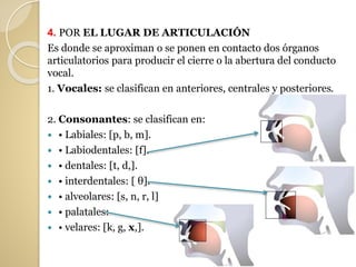 4. POR EL LUGAR DE ARTICULACIÓN
Es donde se aproximan o se ponen en contacto dos órganos
articulatorios para producir el cierre o la abertura del conducto
vocal.
1. Vocales: se clasifican en anteriores, centrales y posteriores.
2. Consonantes: se clasifican en:
 • Labiales: [p, b, m].
 • Labiodentales: [f].
 • dentales: [t, d,].
 • interdentales: [ θ].
 • alveolares: [s, n, r, l]
 • palatales:
 • velares: [k, g, x,].
 
