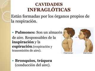 CAVIDADES
INFRAGLÓTICAS
 Pulmones: Son un almacén
de aire. Responsables de la
inspiración y la
espiración.(respiración y
transmisión de aire).
 Bronquios, tráquea
(conducción del aire).
Están formadas por los órganos propios de
la respiración.
 