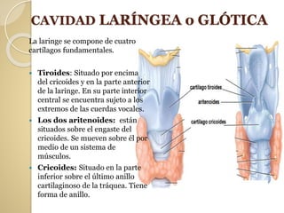 CAVIDAD LARÍNGEA o GLÓTICA
La laringe se compone de cuatro
cartílagos fundamentales.
 Tiroides: Situado por encima
del cricoides y en la parte anterior
de la laringe. En su parte interior
central se encuentra sujeto a los
extremos de las cuerdas vocales.
 Los dos aritenoides: están
situados sobre el engaste del
cricoides. Se mueven sobre él por
medio de un sistema de
músculos.
 Cricoides: Situado en la parte
inferior sobre el último anillo
cartilaginoso de la tráquea. Tiene
forma de anillo.
 