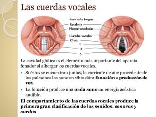 Las cuerdas vocales
La cavidad glótica es el elemento más importante del aparato
fonador al albergar los cuerdas vocales.
 Si éstos se encuentran juntos, la corriente de aire procedente de
los pulmones los pone en vibración: fonación o producciónde
voz.
 La fonación produce una onda sonora: energía acústica
audible.
El comportamiento de las cuerdas vocales produce la
primera gran clasificación de los sonidos: sonoros y
sordos
 