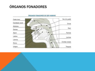 ÓRGANOS FONADORES
 