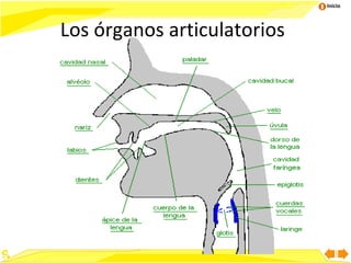 Inicio

Los órganos articulatorios

 