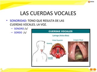 Inicio

LAS CUERDAS VOCALES
• SONORIDAD: TONO QUE RESULTA DE LAS
CUERDAS VOCALES. LA VOZ.
– SONORO /z/
– SORDO /s/

5

 
