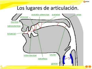 Inicio

Los lugares de articulación.

6

 