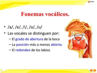 Inicio

Fonemas vocálicos.
• /a/, /e/, /i/, /o/, /u/
• Las vocales se distinguen por:
– El grado de abertura de la boca
– La posición más o menos abierta
– El redondeo de los labios

9

 