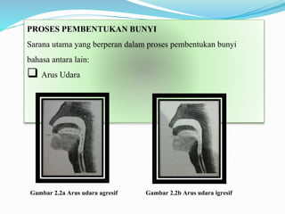 PROSES PEMBENTUKAN BUNYI
Sarana utama yang berperan dalam proses pembentukan bunyi
bahasa antara lain:
 Arus Udara
Gambar 2.2a Arus udara agresif Gambar 2.2b Arus udara igresif
 