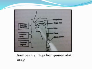 Gambar 2.4 Tiga komponen alat
ucap
 