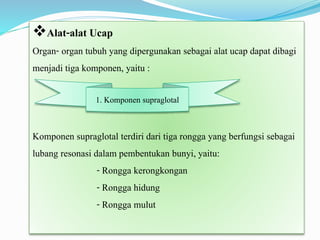 Alat-alat Ucap
Organ- organ tubuh yang dipergunakan sebagai alat ucap dapat dibagi
menjadi tiga komponen, yaitu :
Komponen supraglotal terdiri dari tiga rongga yang berfungsi sebagai
lubang resonasi dalam pembentukan bunyi, yaitu:
- Rongga kerongkongan
- Rongga hidung
- Rongga mulut
1. Komponen supraglotal
 
