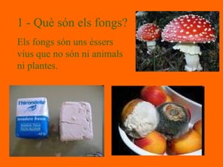 1 -  Què són els fongs? Els fongs són uns éssers vius que no són ni animals ni plantes. 
