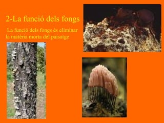 2-La funció dels fongs La funció dels fongs és eliminar la matèria morta del paisatge   