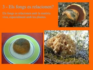 3 - Els fongs es relacionen? Els fongs es relacionen amb la matèria viva, especialment amb les plantes. 