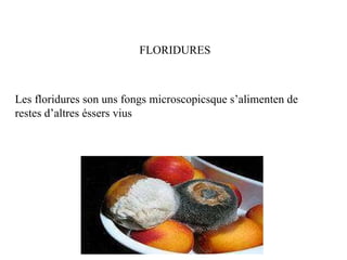 FLORIDURES Les floridures son uns fongs microscopicsque s’alimenten de restes d’altres éssers vius 