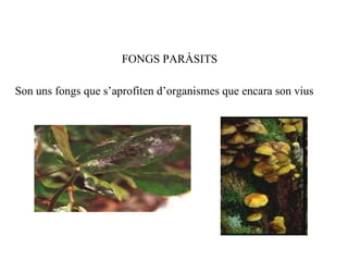 FONGS PARÀSITS Son uns fongs que s’aprofiten d’organismes que encara son vius 