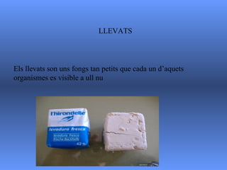 LLEVATS Els llevats son uns fongs tan petits que cada un d’aquets organismes es visible a ull nu 