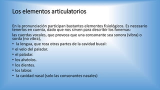 Los elementos articulatorios
En la pronunciación participan bastantes elementos fisiológicos. Es necesario
tenerlos en cuenta, dado que nos sirven para describir los fonemas:
las cuerdas vocales, que provoca que una consonante sea sonora (vibra) o
sorda (no vibra),
• la lengua, que roza otras partes de la cavidad bucal:
• el velo del paladar.
• el paladar.
• los alvéolos.
• los dientes.
• los labios
• la cavidad nasal (solo las consonantes nasales)
 