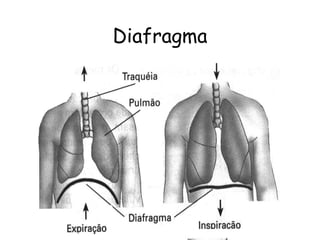 Diafragma
 