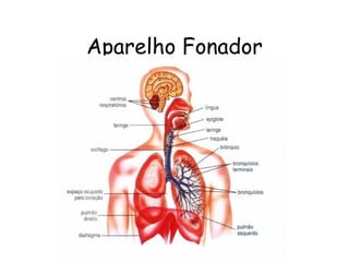 Aparelho Fonador
 