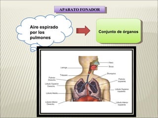 APARATO FONADOR Aire espirado por los pulmones Conjunto de órganos 