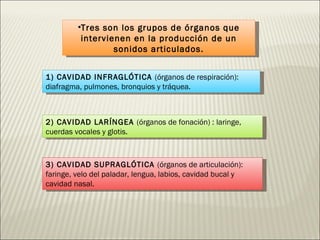 Tres son los grupos de órganos que intervienen en la producción de un sonidos articulados. 1) CAVIDAD INFRAGLÓTICA  (órganos de respiración): diafragma, pulmones, bronquios y tráquea. 2) CAVIDAD LARÍNGEA  (órganos de fonación) : laringe, cuerdas vocales y glotis. 3) CAVIDAD SUPRAGLÓTICA  (órganos de articulación): faringe, velo del paladar, lengua, labios, cavidad bucal y cavidad nasal. 